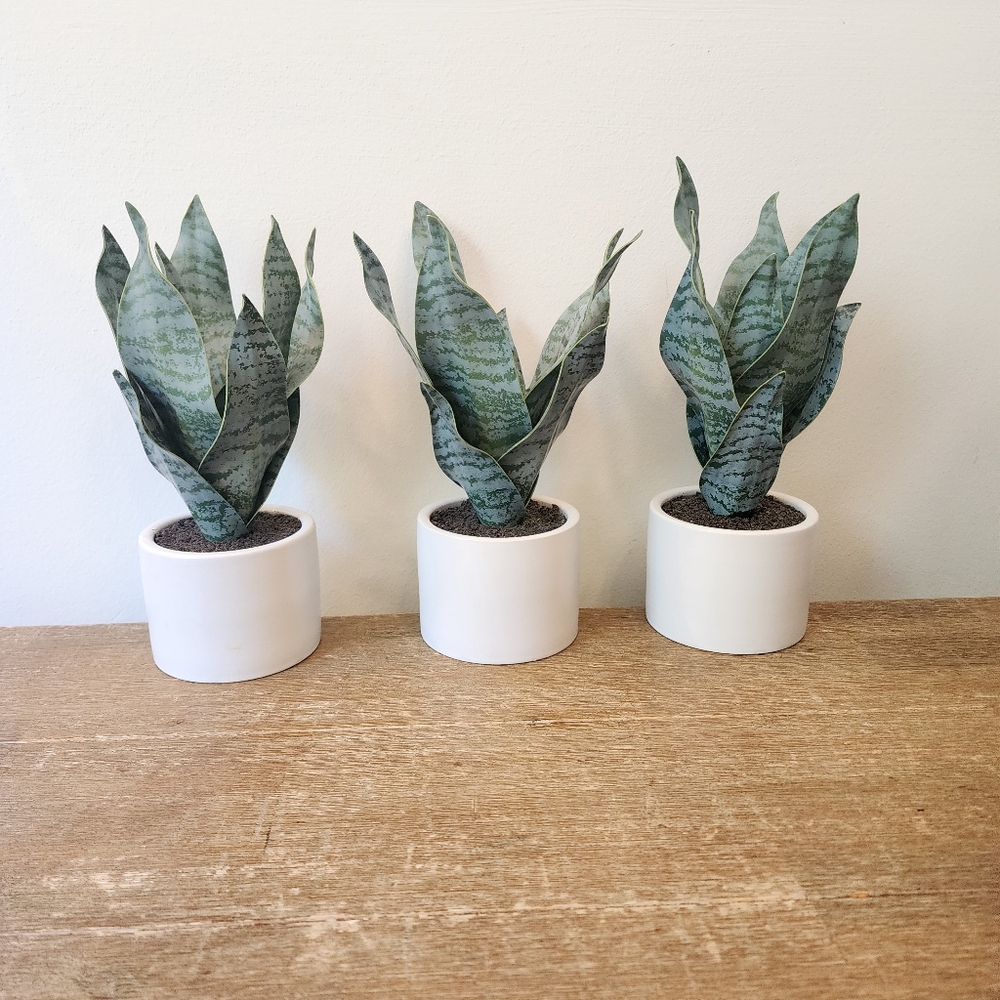Modern Green Faux Snake Plant Set in White Pots